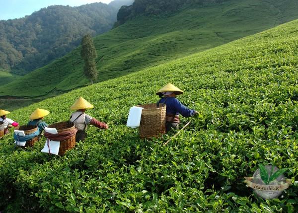 Nilgiri Frost Tea - Schwarzer Tee aus Südindien